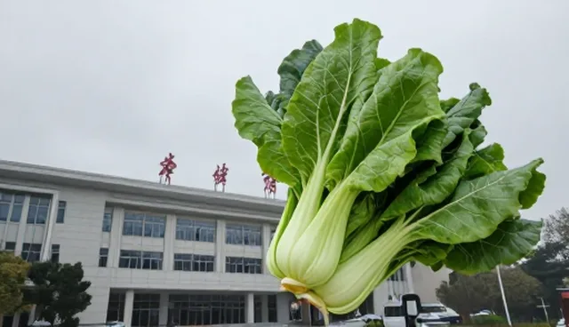 种植技术指导在不同场景中的适用条件分析